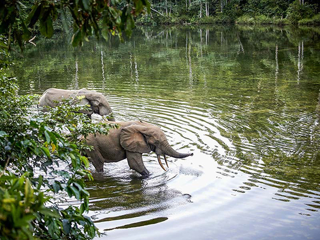 Nature gabonaise
